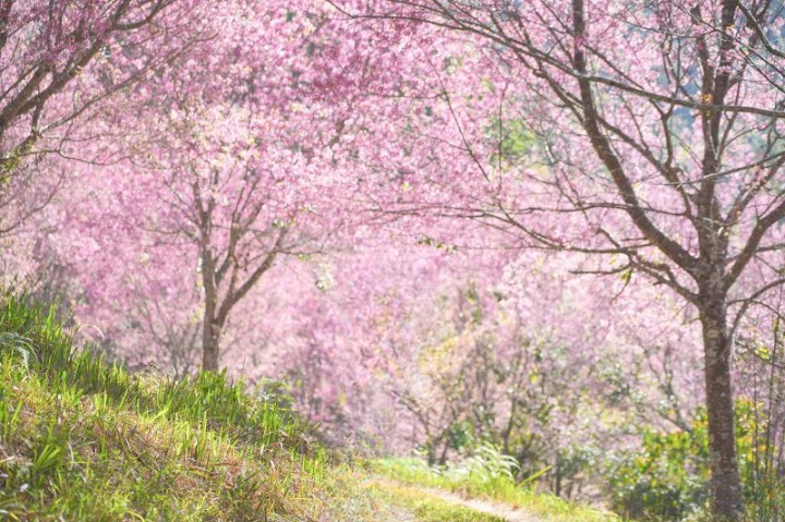 รีวิวภูลมโล