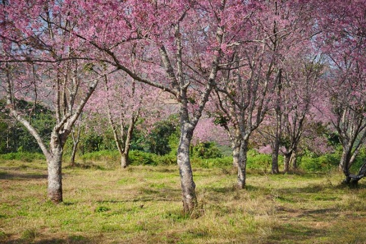 รีวิวภูลมโล